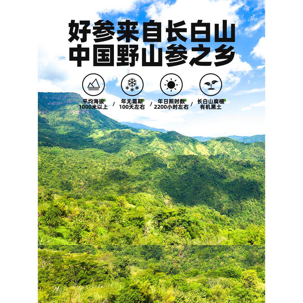 益阳生人晒干野生人参粉长山野生白XDG参北人参银东一