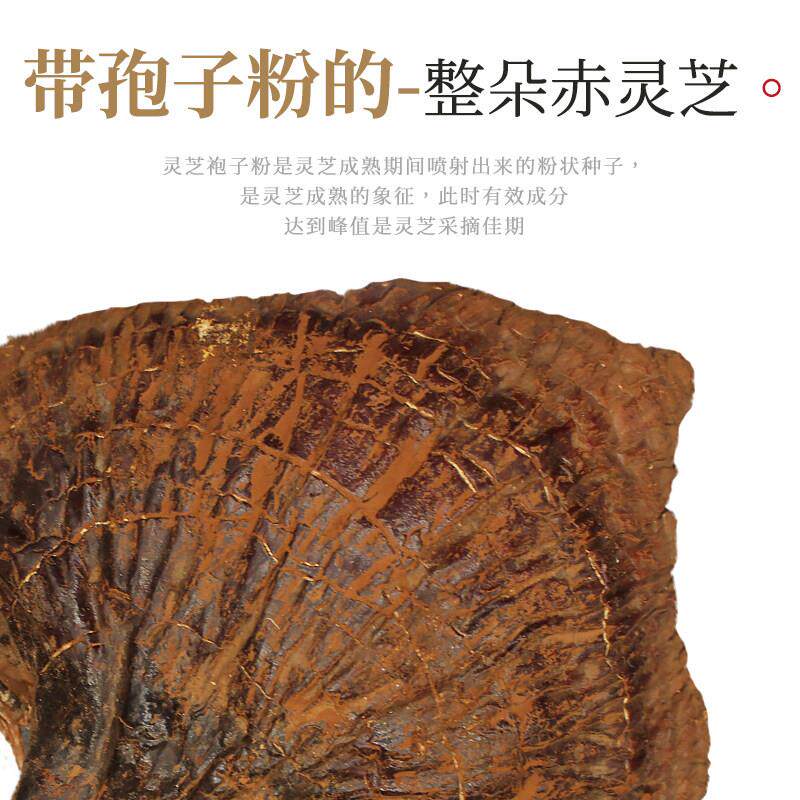 七吉整朵NBD克芝长白山2片00无柄赤芝灵东北特产紫芝林芝