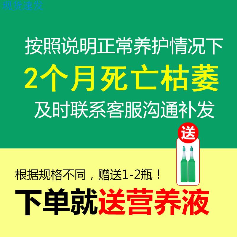 巴西木格鲁特水培养幸运木带芽开花办公桌面小盆栽易活室内绿植物