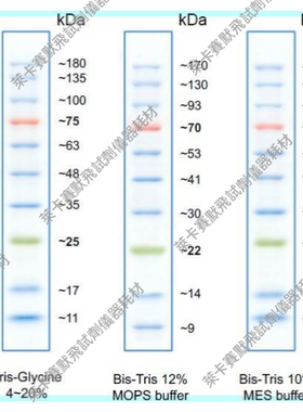 Bioworld预染蛋白Marker预染蛋白分子量标准8~250/10~180/10-200k