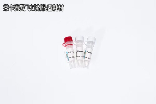BIOG PolyA聚合酶,Poly(A) Polymerase,具有高效的PolyA聚合性能