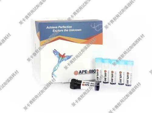 APExBIO EdU成像试剂盒(Cy3) 橙色荧光 测量细胞增殖和细胞周期