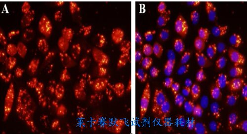 百代RFect小核酸转染试剂转染siRNA,inhibitor等200bp内小分子RNA