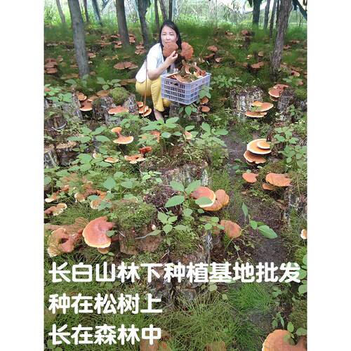 芝野生25SNU0克芝长林白灵切片带孢山子粉黑赤紫芝东北特产干货