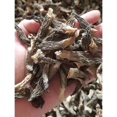 小嫩芽羊菌干货SLF煲野生肚250g羊肚蘑汤羊肚菌菌小种羊肚菌菇汤