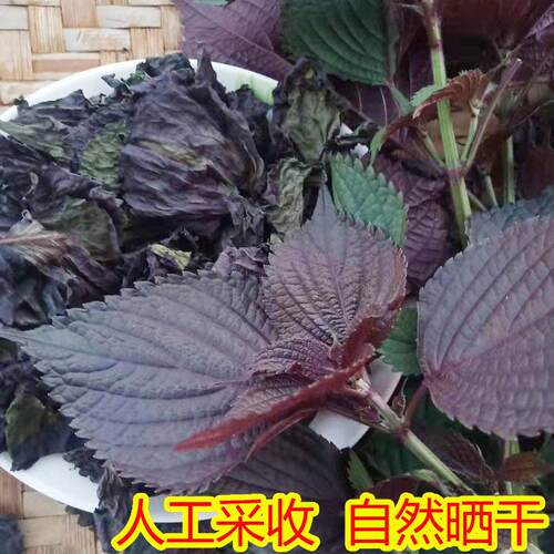 广叶西农家野生苏叶香苏SNZ叶干 天然苏粉紫干货烧鱼虾蟹去腥5子0