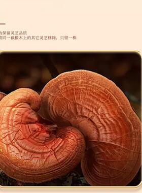 灵YNK养芝粉滋补营品方中式养生冲饮食鸿恩本草官正品