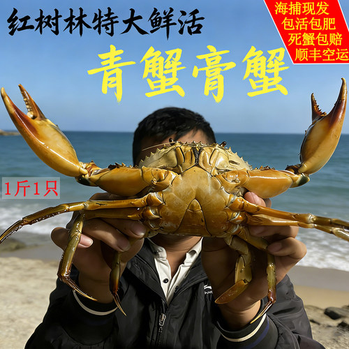 鲜活特大红树林大青蟹肉蟹海蟹红鲟菜鲟和乐蟹蝤蠓海捕野生大公蟹
