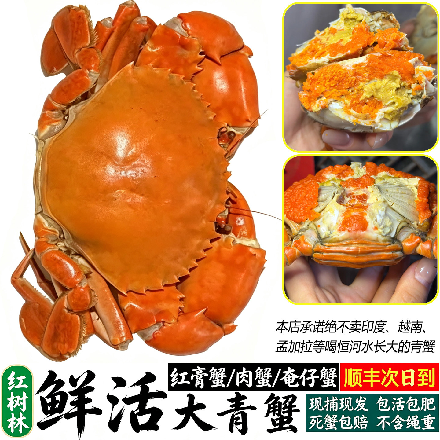 鲜活大红膏蟹青蟹海捕大公蟹肉蟹锯缘青蟹红鲟蝤蠓小娘蟹次日送达