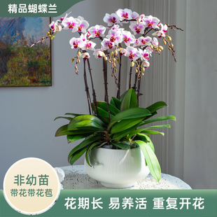 金色池塘欧品蝴蝶兰盆栽带花带花苞客厅花卉开业乔迁鲜花节日礼物