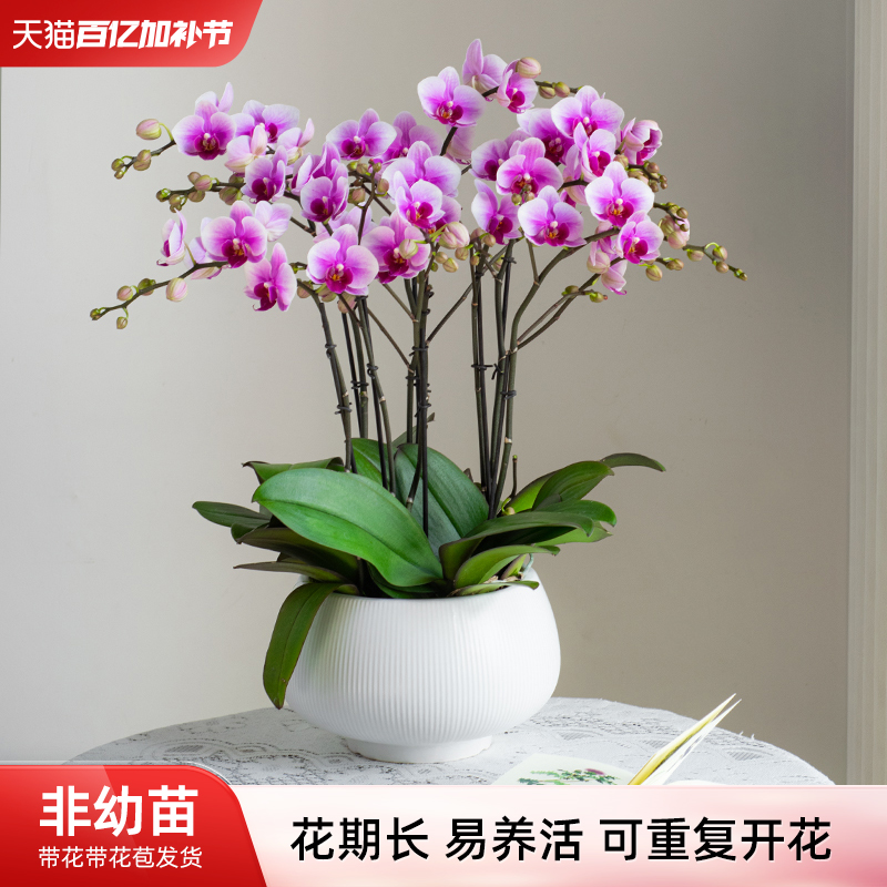 【大盆】金色池塘蝴蝶兰盆栽带花带花苞客厅花卉乔迁鲜花节日礼物