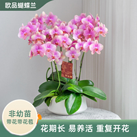 金色池塘【梵高】蝴蝶兰盆栽带花客厅花卉开业乔迁鲜花节日礼物