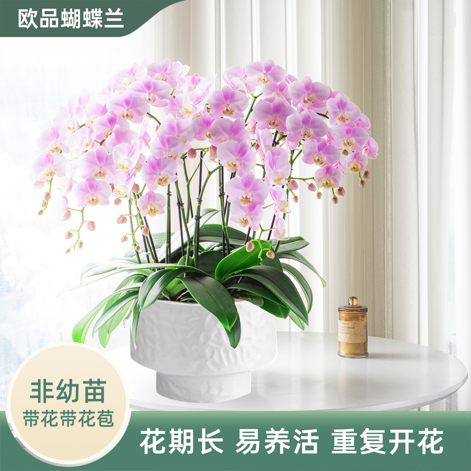 金色池塘欧苗蝴蝶兰盆栽带花带花苞室内花卉乔迁鲜花母亲节礼物