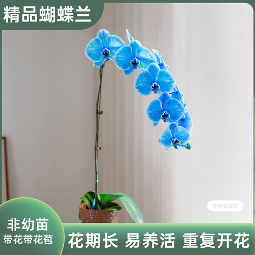 金色池塘【马卡龙V3】蝴蝶兰盆栽带花客厅花卉开业鲜花礼物非天然