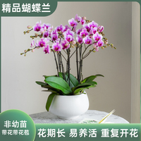 金色池塘歐品蝴蝶蘭盆栽帶花禮品