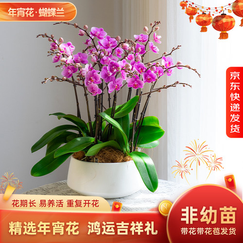 日光浴卡利蝴蝶兰盆栽带花年宵花