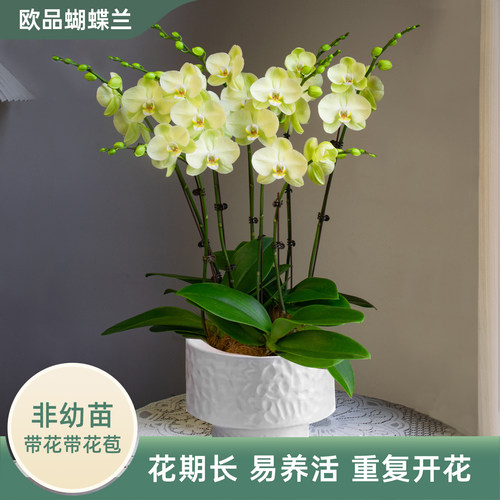金色池塘蝴蝶兰盆栽带花节日礼物