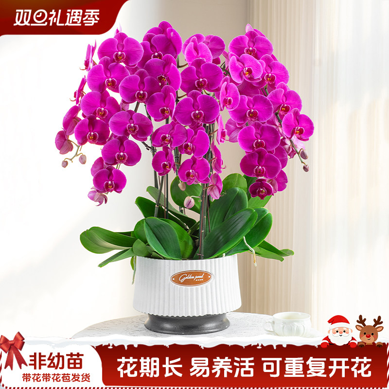 金色池塘蝴蝶兰盆栽带花节日礼物