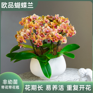 大盆八梗 金色池塘蝴蝶兰盆栽带花客厅花卉乔迁鲜花节日礼物