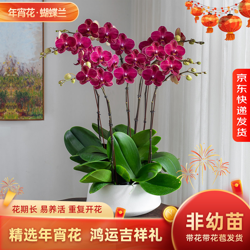 金色池塘【超跑女神】精品蝴蝶兰盆栽带花客厅花卉鲜花礼品年宵花,鲜花速递/花卉仿真/绿植园艺,时令草本花卉,淘宝优惠券,粉丝福利购,淘宝优惠卷