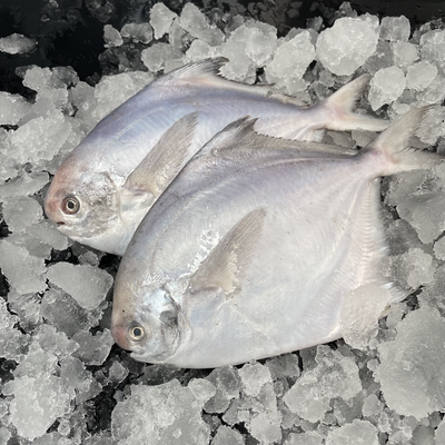 野生白鲳鱼银鲳鱼新鲜冷冻鱼昌鱼平鱼鲳鳊鱼深海鱼海鲜水产洗真空