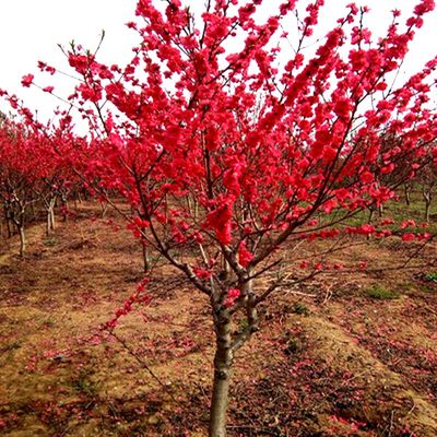 紫叶桃树苗红叶碧桃紫叶碧桃花庭院观赏行道风景树绿化苗花卉植物