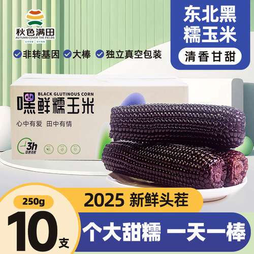 2025糯玉米东北真空新鲜含花青素