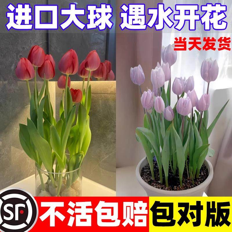 适合水养的花懒人桌上绿植工位种球类花卉各种大全春天水培郁金香