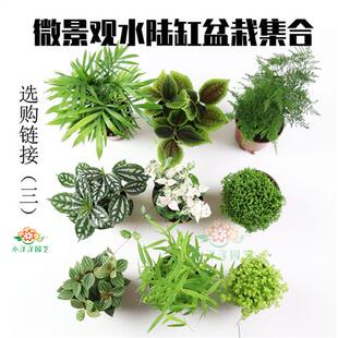 蕨类微景观水陆缸盆栽造景蕨DIY植物苔藓青苔狼尾蕨珊瑚蕨铁线蕨