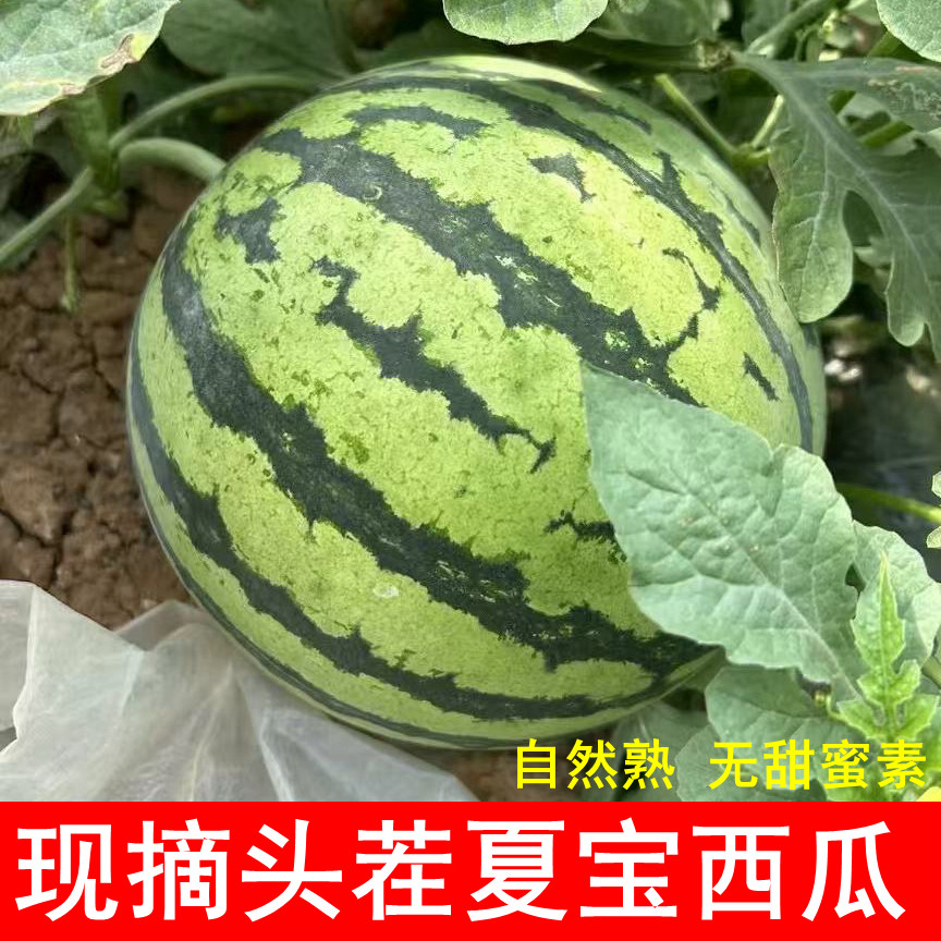 顺丰山西运城夏县夏宝西瓜头茬无籽8424麒麟瓜非夏乐孕妇新鲜水果