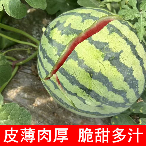 现摘现发夏县夏宝西瓜