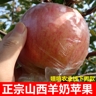 正宗羊奶苹果山西运城临猗万荣红富士水果新鲜冰糖心整箱2025平果
