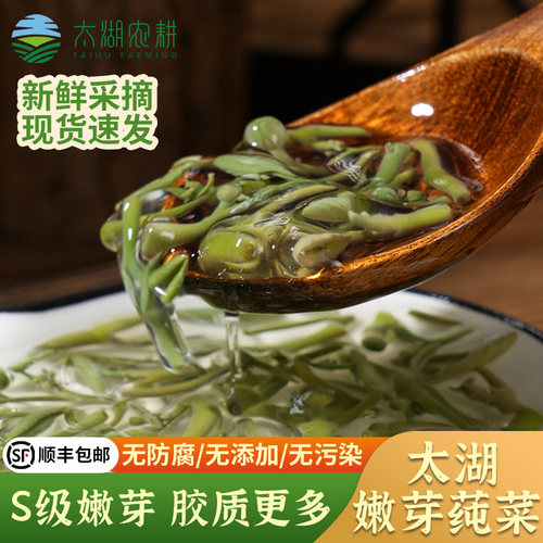 苏州太湖农耕莼菜S级嫩芽无添加