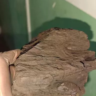 烟煤 焦煤 褐煤 风化煤 科研 初中实验小煤块 长焰煤 无烟煤 瘦煤