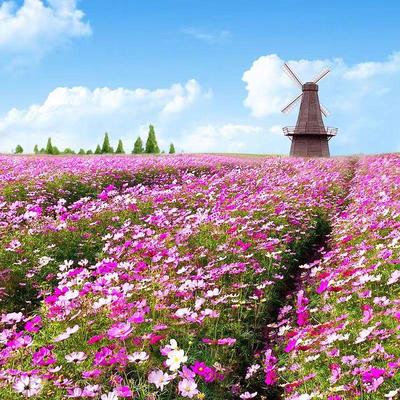 四季播栽波斯菊格桑花组合