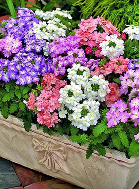 美女樱种子长花期四季绣球花草五色梅种籽铺地锦马鞭草阳台可盆栽