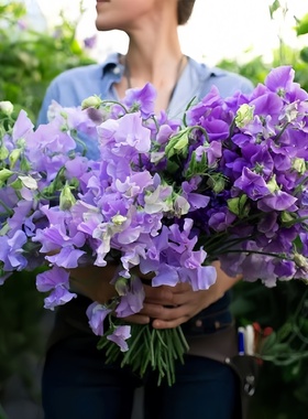 切花香豌豆种子麝香花豌豆种籽爬藤阳台花园盆栽春秋播花坛室外