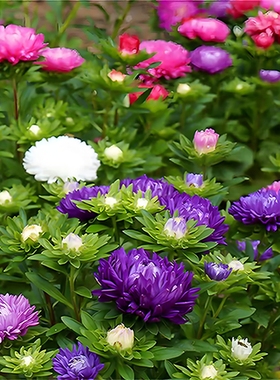 翠菊种子四季种植重瓣矮杆阳台庭院盆栽易活花草花卉菊花种子