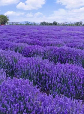 薰衣草花籽四季播种耐寒庭院别墅盆栽花卉种籽驱蚊植物阳台花种子