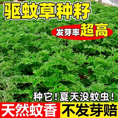 驱蚊草花种籽子庭院室内外