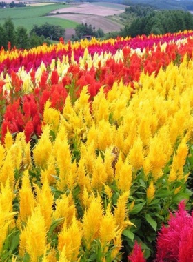 鸡冠花种子孑扇状凤尾观赏阳台庭院室外盆栽花种籽子四季播种开花