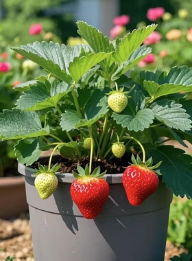 奶油草莓苗盆栽带花带果带土种籽子红颜四季结果阳台种植新苗苗秧