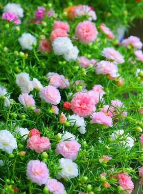 重瓣太阳花种孑籽子混色四季播种开花花卉易活阳台室内盆栽苗庭院