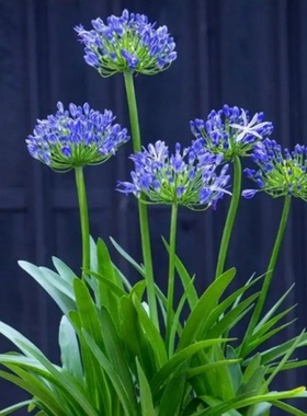 百子莲夏日之恋花苗多年生四季种植庭院阳台花卉盆栽植物耐寒耐热