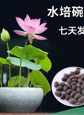 碗莲种七彩五颜六色水培花卉水养四季莲花荷花种莲藕绿植水培莲子