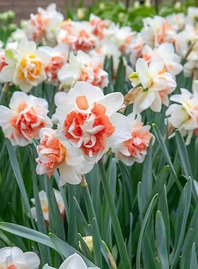 重瓣水仙花种球水养盆栽秋冬开花卉植物室内花绿植水培好养带芽苞