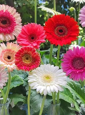 进口非洲菊种子扶郎花菊花种籽阳台盆栽四季景观绿化植物花卉种孑