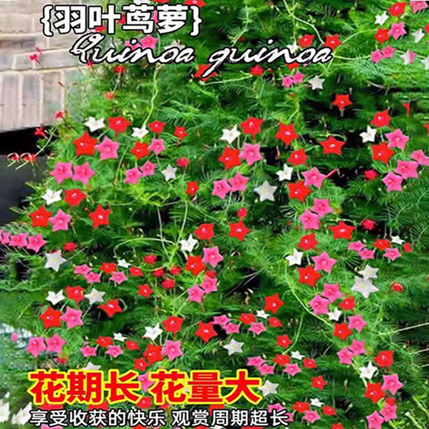 羽叶茑萝花种子庭院爬藤植物五角星花爬墙花盆栽阳台四季