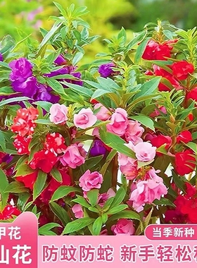 凤仙花种子新采指甲花种子混色防蛇花种籽子庭院室外阳台盆栽包邮