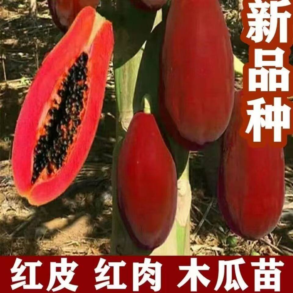 超甜红皮红心木瓜苗四季结果抗寒耐冻矮化木瓜大苗